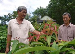 Ly kỳ chuyện 2 lão nông vào rừng tìm rau rừng vang danh cả Tây Ninh