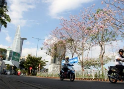 Ngất ngây với hoa kèn bên hầm Thủ Thiêm