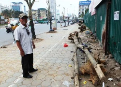 Quấn chăn bông, cây vẫn chết trên "đường cong mềm mại" ở HN