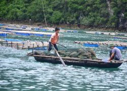 Quảng Ninh: Công bố nguyên nhân khiến hàu nuôi chết hàng loạt