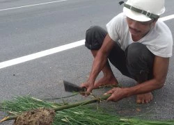 "Săn" trứng kiến, đãi nhà giàu