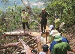 Vào khu bảo tồn thiên nhiên cưa trộm gỗ pơ mu về đóng giường