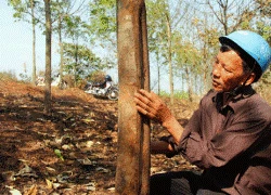 Vườn cao su nghi bị đốt cháy tại Quảng Trị: Sớm điều tra, làm rõ