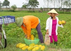 30.4 Thực phẩm sạch: Đi du lịch Cửa Lò mùa này để ăn dưa bở