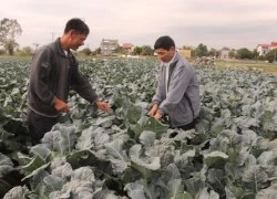 "Ba nhành lá cọ xanh" sát cánh cùng nhà nông