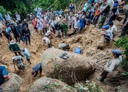 Cuộc chiến giành lãnh địa trong rừng của giới phu trầm