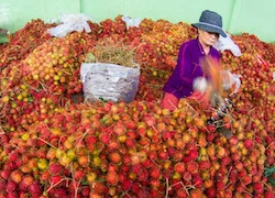 Dừa xiêm, chôm chôm giá cao kỷ lục, nông dân thu bộn tiền