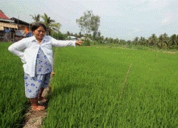 Gài chông bẫy nhà nông trên ruộng