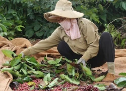 Giá nông sản hôm nay 2.5: Nhà buôn châu Âu chật vật tìm cà phê sạch