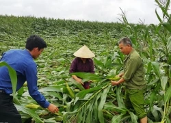 Nông dân trồng ngô sinh khối kiếm "ối" tiền