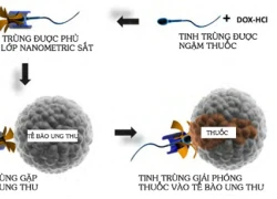 Tinh trùng có thể chữa ung thư