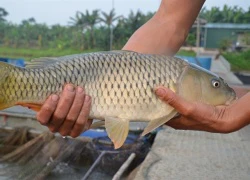 Biến cá chép, cá trắm thường thành cá giòn nhờ hạt đậu "thần kì"