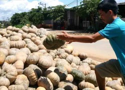 Bình Phước: Đỏ mắt vì.. bí đỏ rớt giá, chỉ còn 2.500 - 3.000 đồng/kg