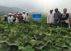 Bón phân Lâm Thao, su su Tam Đảo thêm đẹp, ngon