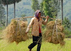 Chỉ bón phân bò, đặc sản nàng Nhen Bảy Núi ai ăn cũng mê