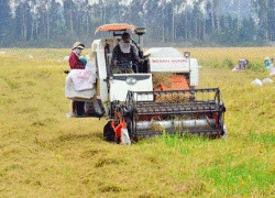 Chỉ có Trung Quốc thu mua, trồng nhiều lúa nếp dễ "chết"