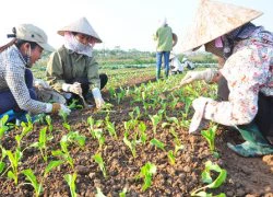 Chuyện thật như đùa: Dùng bỉm trồng rau, bia tưới nấm, ngô bón cam...