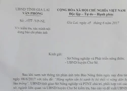 Gia Lai ra 2 văn bản chỉ đạo gấp vụ nông dân bị lừa trồng chanh leo