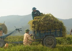 Hình ảnh đẹp khi công an xuống đồng gặt lúa giúp dân