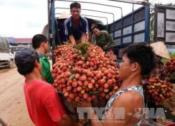 Không nhanh tay, sẽ không có vải thiều ăn vì Trung Quốc "khuân" hết