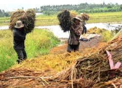 Lạ: Chỉ cần ghi nhật ký, trồng lúa sẽ tăng thêm 5.000 tỷ lợi nhuận