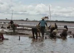 Một người mất tích khi đang làm thuê tại bãi ngao