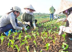 Nghịch lý nông sản hữu cơ giá cao phải cạnh tranh với "hàng chợ"