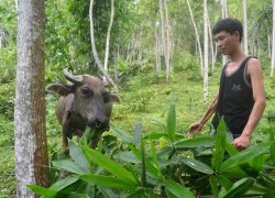 Nơi rừng xanh, núi thẳm vẫn làm ra cả trăm triệu bằng...1 cánh tay