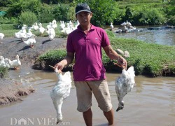 Quảng Nam: Rụng rời chân tay vì cá, vịt bất ngờ lăn ra chết