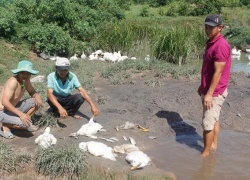 Sau một đêm hàng trăm con cá và vịt chết bất thường, dân hoang mang