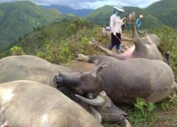 Sơn La: Kinh hoàng "thần sét" đánh chết liền lúc 6 con trâu mộng