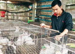 Triệu phú nuôi hàng ngàn con thỏ ở vùng gió Lào, cát trắng