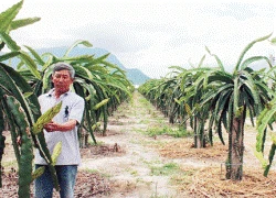 Trồng 2ha thanh long ruột đỏ có 600 triệu đồng mỗi năm