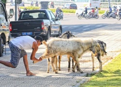 Vây bắt dê giữa trung tâm Đà Nẵng