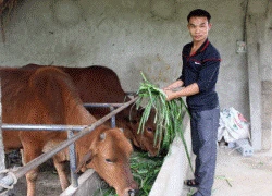 Vốn ưu đãi giúp "sinh sôi" trang trại, gia trại ở vùng cao đất Tổ