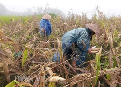 Bão số 4 vào, nông dân đội mưa ra đồng thu hoạch ngô chạy bão