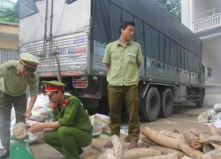 Bắt xe tải chở hơn 2,7 tấn ngà voi