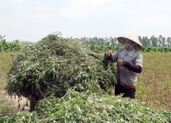 Bí quyết làm tinh dầu húng quế "made in" nông dân làng đảo Vân Nghệ