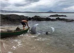 Brazil: Cá đuối nặng 1 tấn to như xe hơi mắc lưới ngư dân