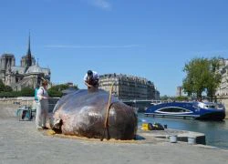 Cá voi khổng lồ "phơi nắng" giữa lòng Paris gây sốc