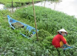 Cắm cọc treo "khơi khơi" rau dại mà cả xã chả ngại thiếu tiền tiêu