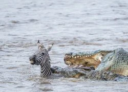 Cặp cá sấu tham lam thi nhau đớp ngấu nghiến ngựa vằn