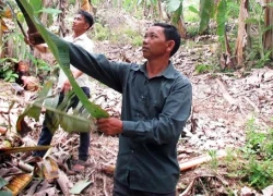 Chuyện ông Pao chăm sóc vườn chuối xuất khẩu ở Nặm Bó