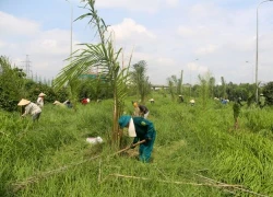 Công nhân mướt mồ hôi dọn 'rừng cỏ' đại lộ Thăng Long