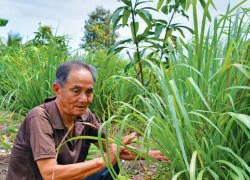 Đắng lòng vì phải tìm đầu ra cho cây sả