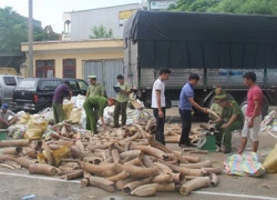 Gần 3 tấn ngà voi giấu trong xe hoa quả