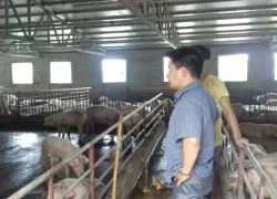 Giá lợn sắp chạm mốc 40.000 đồng/kg: Thủ phủ lợn Hà Nam &#8220;cháy&#8221; lợn