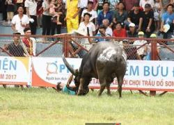 Hải Phòng dừng lễ hội Đồ Sơn, kiểm tra chất kích thích trong trâu