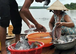 Hàng chục tấn cá nuôi lồng chết trắng ở Bình Phước