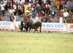 Kiểm tra chất kích thích trong trâu chọi húc chết chủ